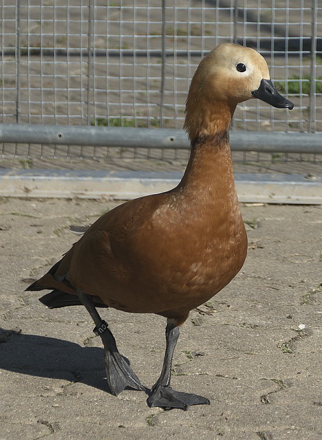 使他不仅能